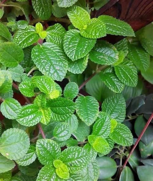 “烟味”的天敌来了,1种植物养在家里,是吸烟人士的福音