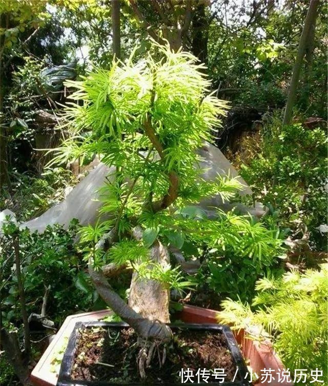 没事在家扦插4种“盆景贵树”,取截枝条插土里,生根快、价值高