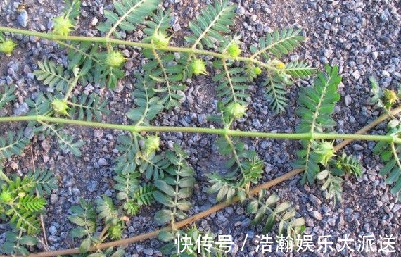 蒺藜|此种黄花野草，果子粘人，被农民当成害草，却不知是清肝明目良药