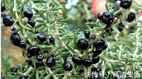 高能清脂素|脂肪“最怕”这几种食物, 坚持每天吃一点, 大肚腩轻松瘦下来!