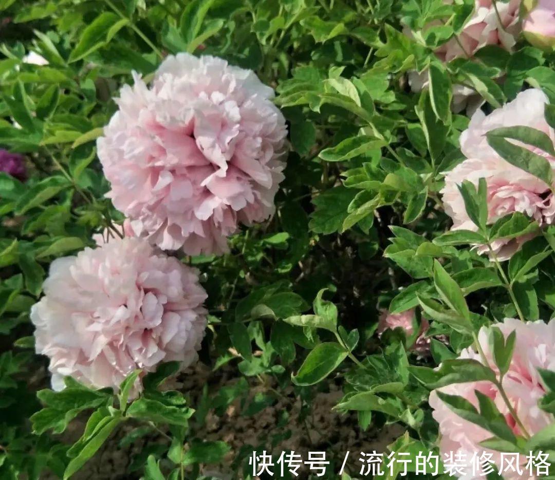 君子兰|8种花夏天不能买，买回来就死，白浪费钱
