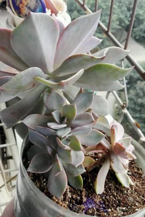 白根|只要家里有油桶,就不用花钱买花盆多肉种在油桶里,叶子胖嘟嘟