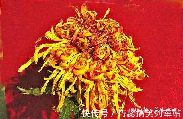 喜欢玫瑰,不妨养“珍稀名菊”枫林夕照,似晚霞枫叶,百媚妖娆