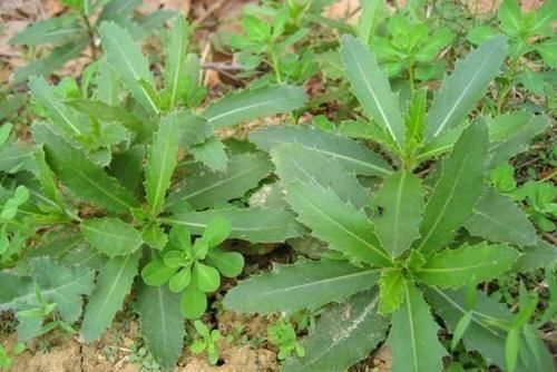 清热解毒|这“野菜”补钙效果好，能清热解毒，却让人很“讨厌”，你吃过吗