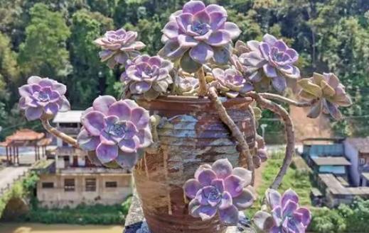 夏天|6种多肉养活容易养死难,夏天晒太阳淋淋雨,轻松养成小老桩