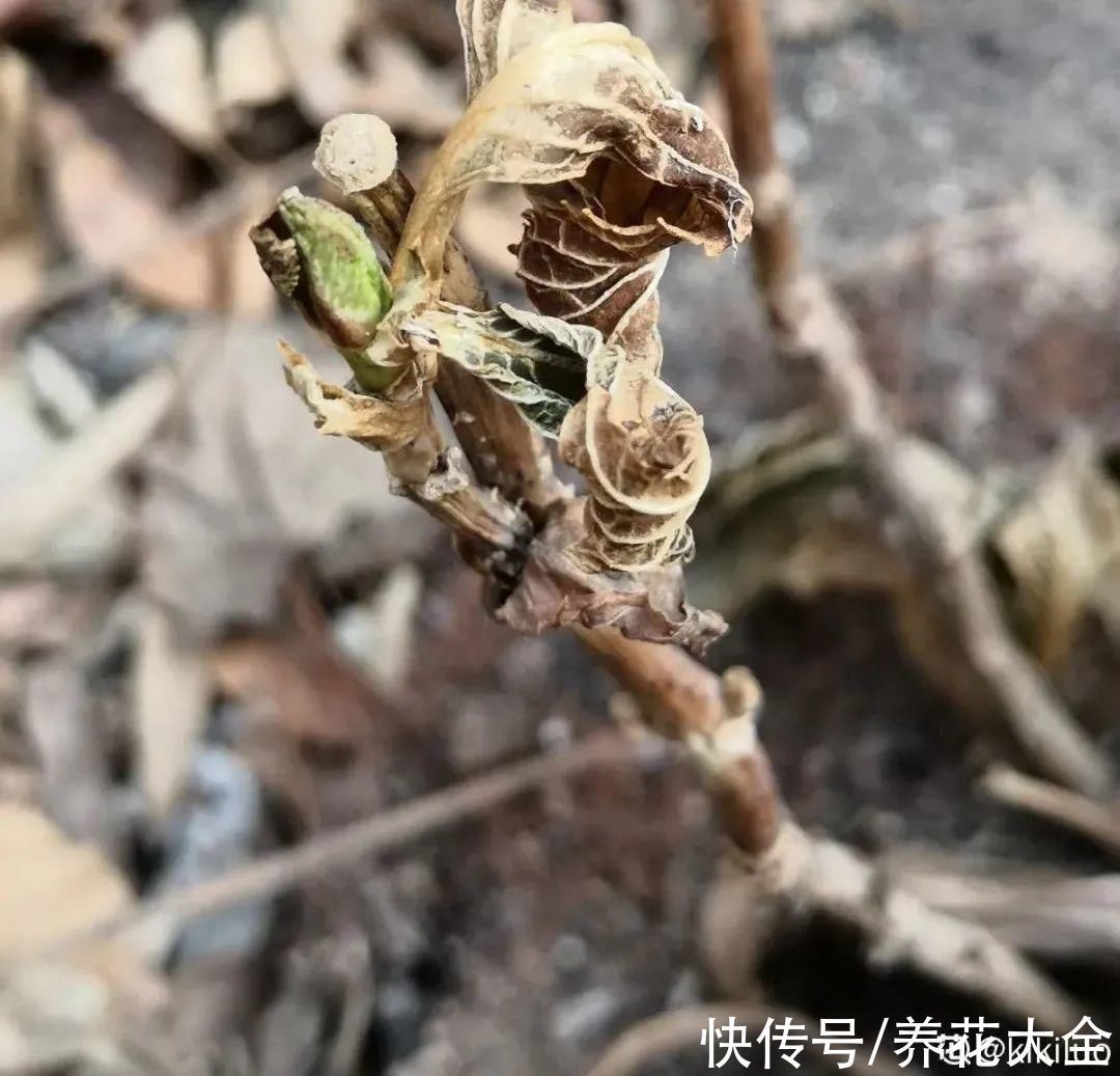 枝叶|7种花冬天会假死,叶子掉光不要扔,明年还能大爆花