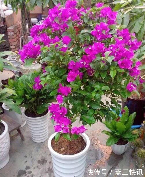 三角梅杆腐烂如何挽救2种原因要知道，对症下药，一样可以救活