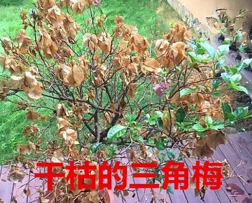 三角梅控水促花真有必要吗?别再“折腾”了,做好这三点才是关键