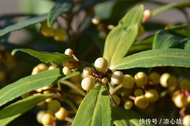 人称“百两金”,果实能吃,种子可榨油,制作盆景价更高