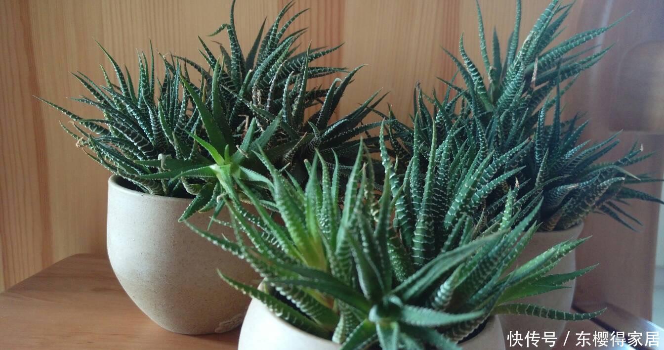 爆盆|2种很耐旱皮实的“小绿植”,不用勤浇水、容易群生、很美