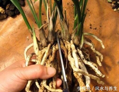 养兰花,用1个“简单方法”繁殖,一盆变3盆,盆盆开花爆盆!