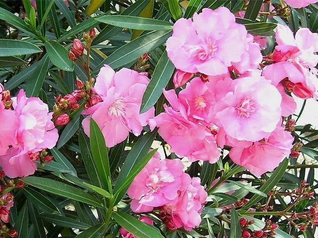 细菌|“2种花”再喜欢也别养,散“毒气”生细菌,家里若有尽快搬出去