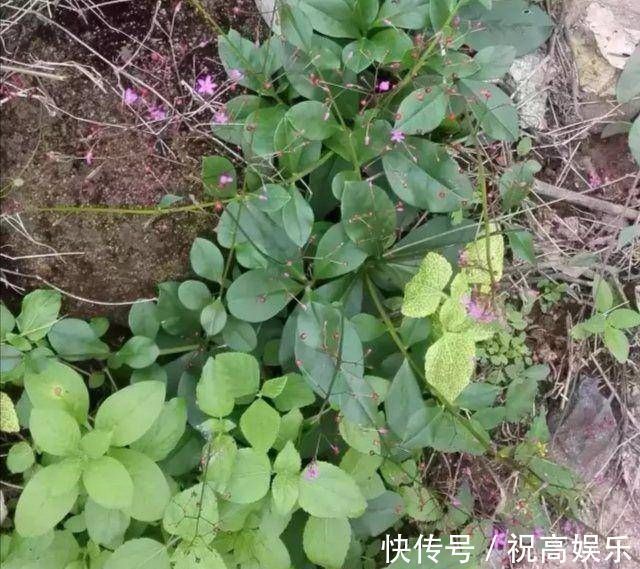 煮饭花|乡间土生土长的人参是一种高级补品,滋补强身,价值连城