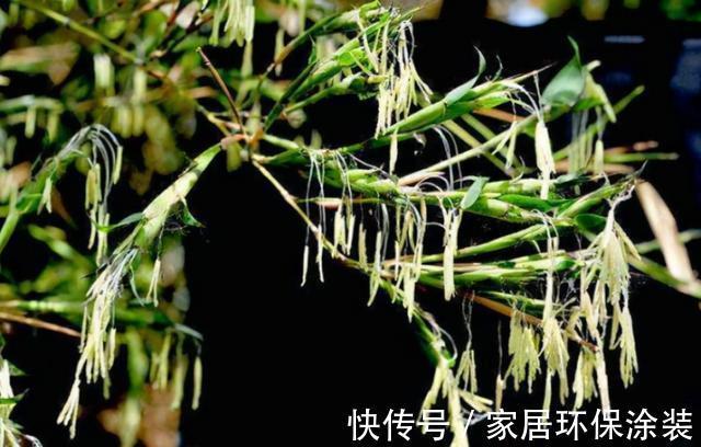 老话|“竹子开花,马上搬家”有啥寓意?不搬家会怎样?3方面带你了解