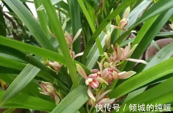 茉莉花|养花就养这几款,花朵小巧玲珑,四季有花开,花香四溢飘满屋,美