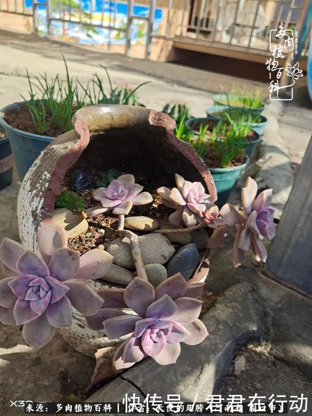 唯有植物,我的人生才不孤独!