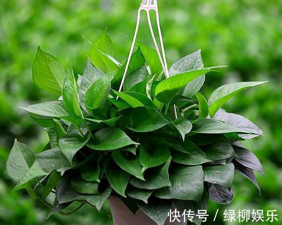浇水|养绿萝,记住养护“方法”,轻松爬满墙,净化空气效果一级棒