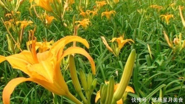 秋水仙碱|4种不怕过期的蔬菜，夏天便宜多买，这样做能吃到过年，炖炒都香！
