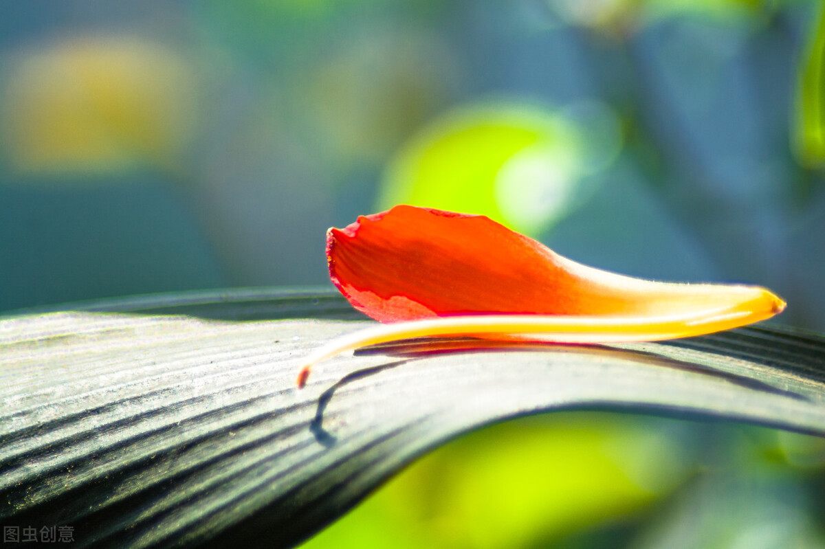 君子兰长得好不好,不在于开不开花,而在于这三个地方