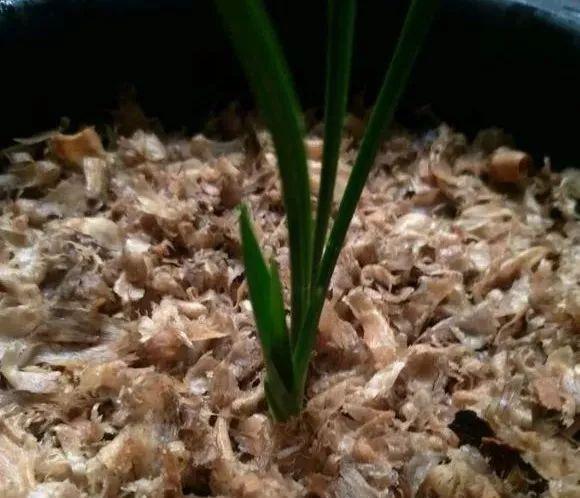 拿它一捂,长寿蟹爪兰嗖嗖冒花苞,多肉呼呼胖三圈