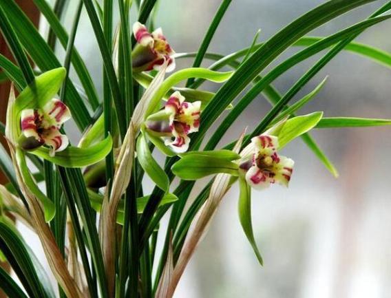 酸奶也能养兰花,15天一次,浇到根部,坐等爆盆开花就行