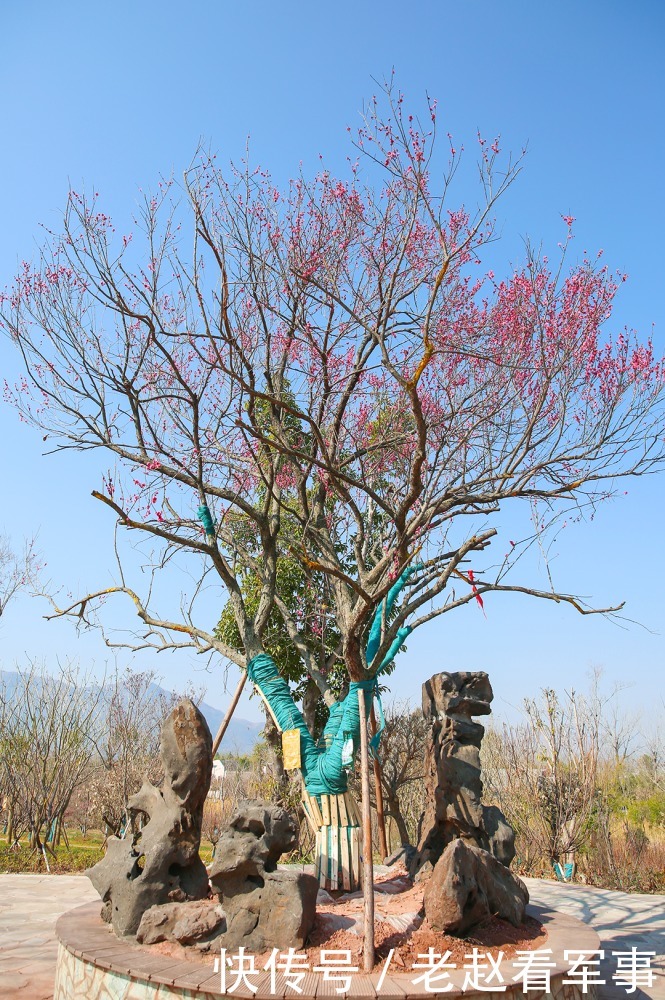 赏景啦！新年添喜色，西昌湿地公园梅花绽放