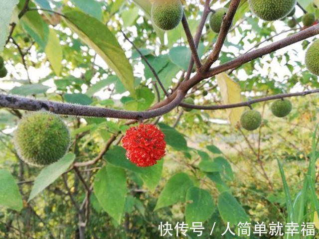 钓鱼人|这东西常被用来喂猪，却是钓草鱼的“神饵”，在某些水域有奇效