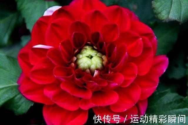 农历十一月大雪过后,养什么花?家里养3种花,国色天香富丽堂皇