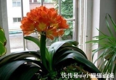 阿斯匹林|天冷了,给君子兰浇上“2种水”,一年能窜“3对叶”,花也开得多