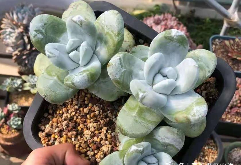 老桩|仙女杯属的所有多肉在夏季都会休眠,要懂得养护方法才能顺利度夏