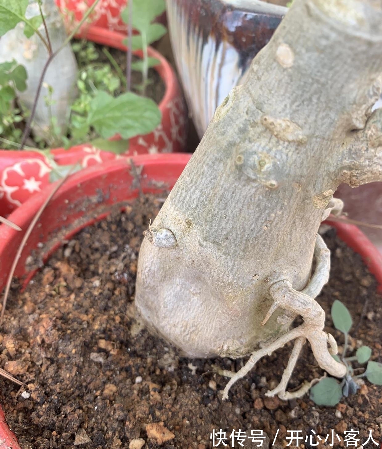 沙漠玫瑰最怕水,水一多就腐烂,颗粒土种植,平常多晒太阳