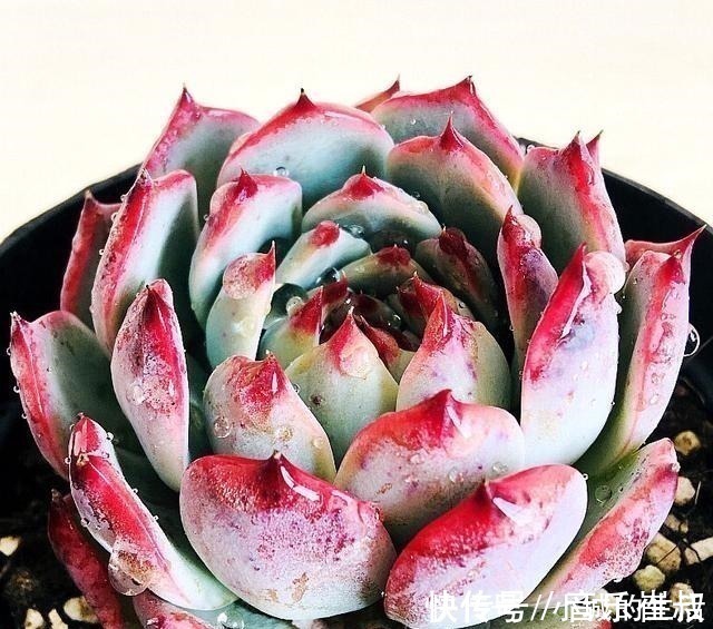 枫树|5种花扔外头,越下雨开得越好,超漂亮!5种花扔外头,越下雨开得越好,超漂亮!