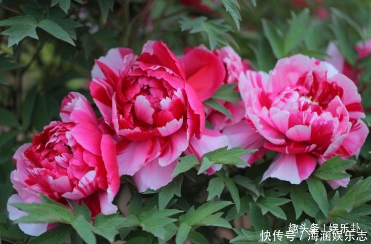 此花有着脍炙人口的传奇,受到诗人的热爱,诗词数不胜数