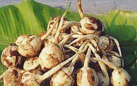 重金属|该农村蔬菜,仅仅吃一口,癌症说拜拜了,可惜很少人知道