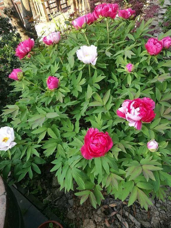 33种花，33首歌，太美了！