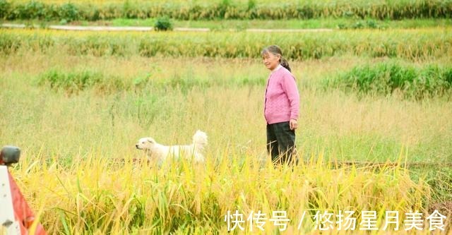 丰收季|秋意浓！广元这片金色稻田，迎来丰收季，田园画卷美不胜收！