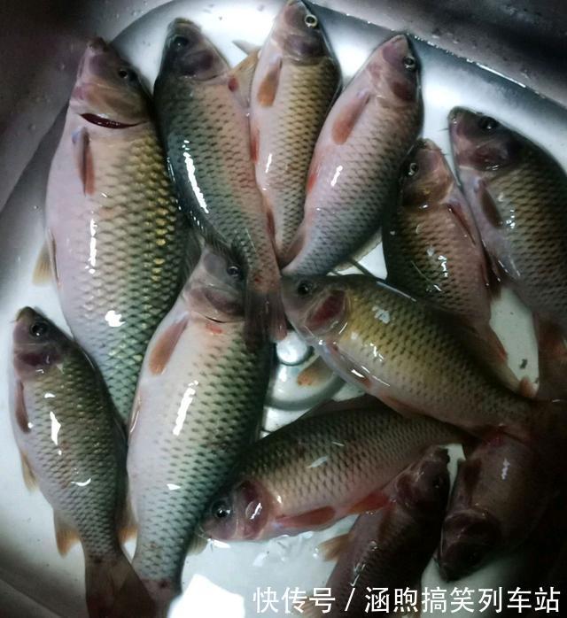 红鱼来袭?佛山石湾河内小红鱼成群,钓友:能吃吗?