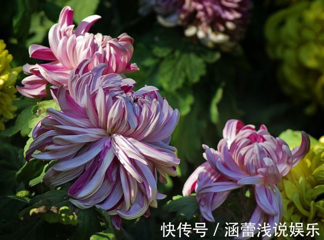 秋季菊花长花苞保证“1掐2足”,花又大又周正,整整齐齐开爆盆