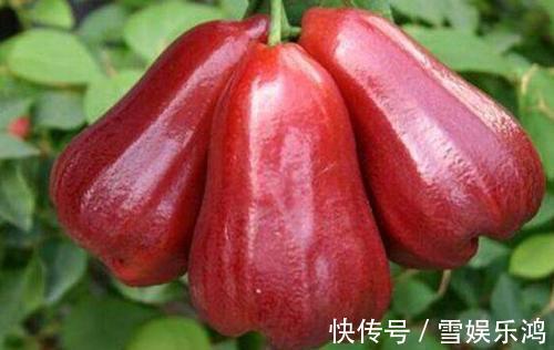 莲雾|此物被称为“烟毒克星”,常吃点,化痰止咳,清肺利咽,排清烟毒