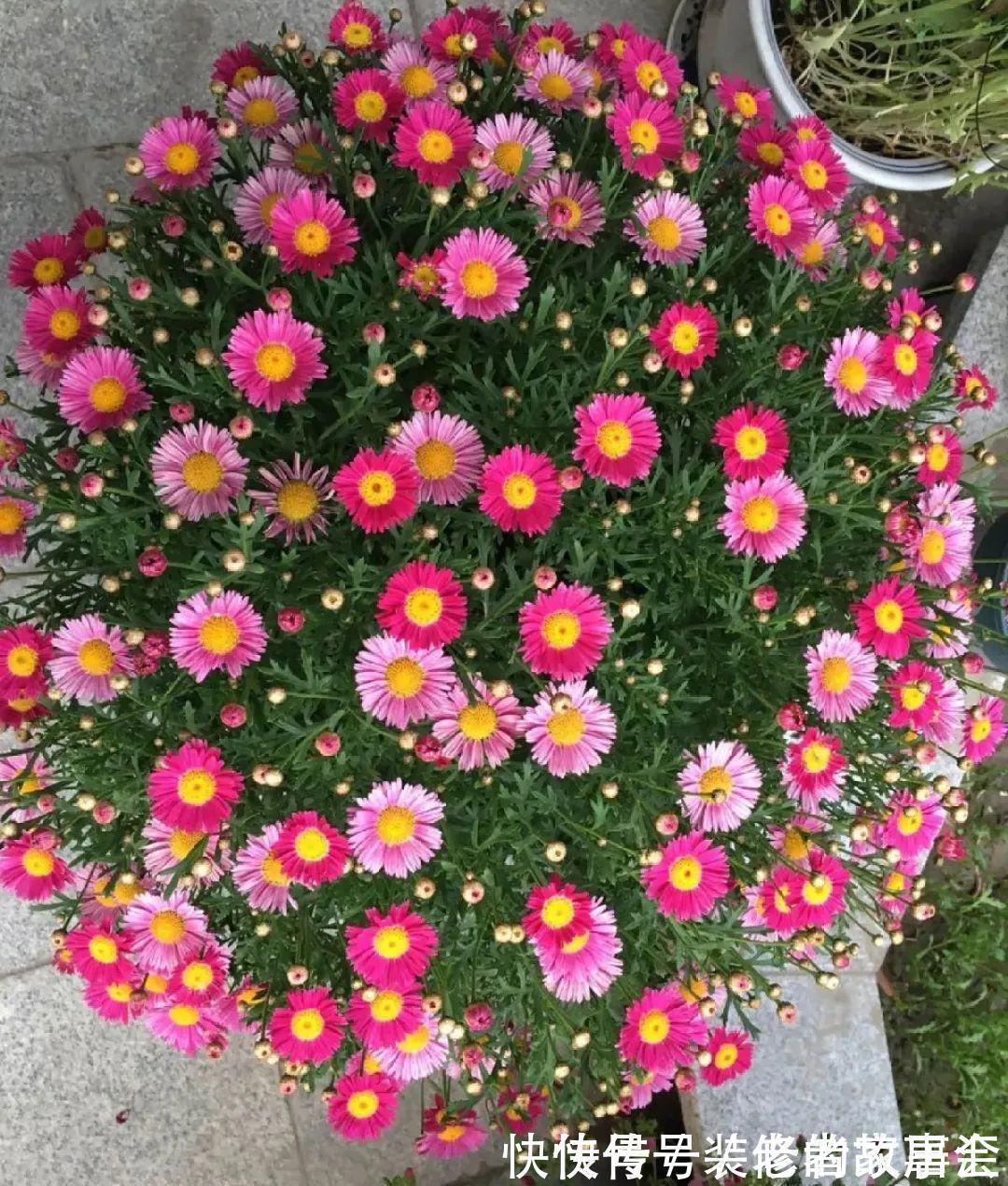 花量|6种花别养老桩,越老越不开花,赶紧扦插备份