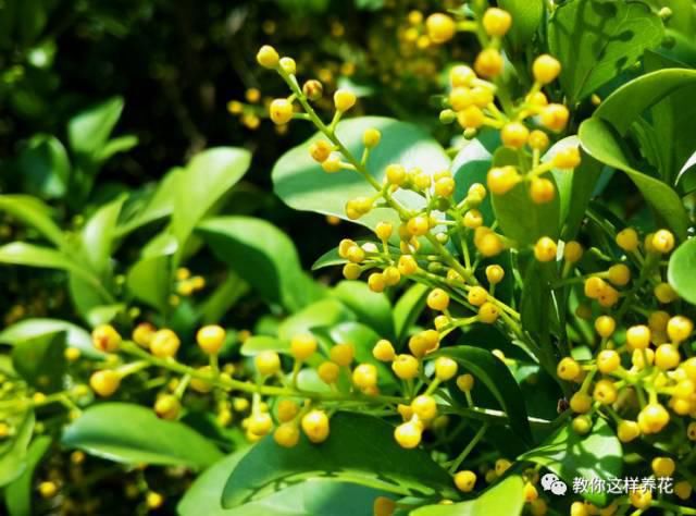 阳台就养这些花，花香味浓，久聚不散，香味飘满屋！