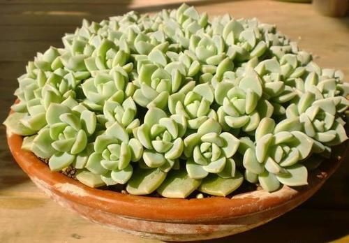 多肉白牡丹为什么感觉不好养？