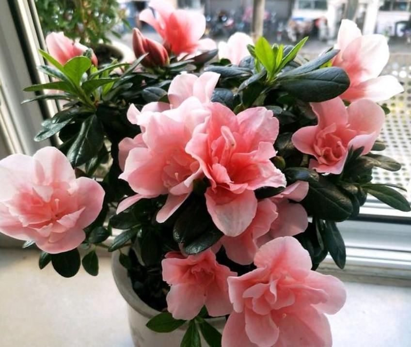 最受欢迎的4种花,花朵硕大、优美高贵,养在家里上档次!