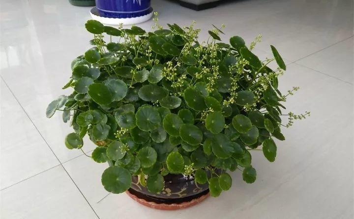 长势超快的9种花,5天爆盆,7天开花,超有成就感!