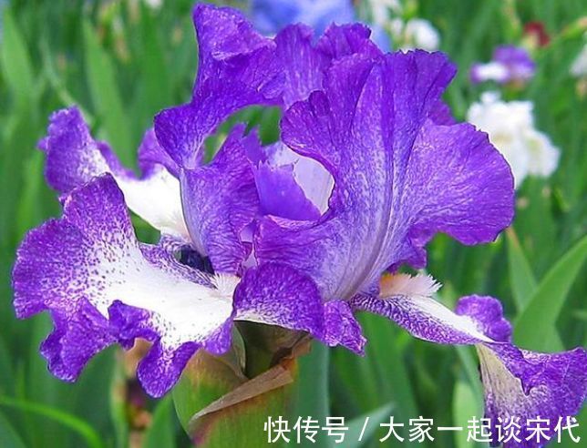 几种花，开花漂亮又好养，养在哪里都爆盆，好运到来