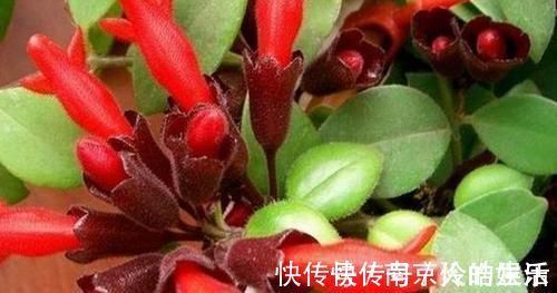 4种植物最适合懒养，十天半个月不用浇水，照样长势旺