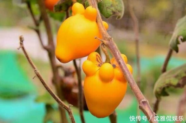 此花像五个小手指 有五福临门 金玉满堂之意 象征着财运高照 读书美