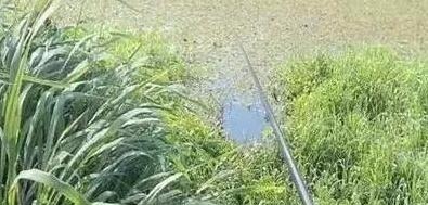 秋钓草边“三钓”、“三不钓”,用好了总有一次要爆护