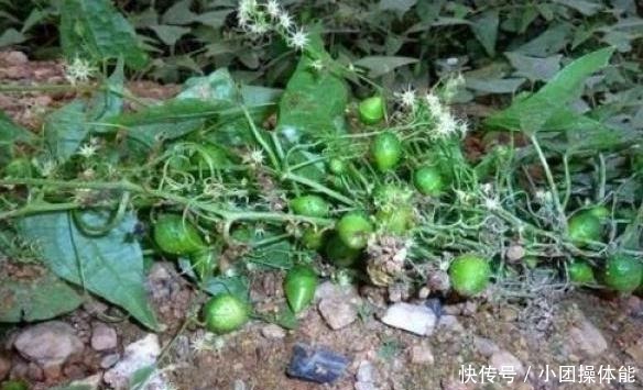 路边这种“野草”,果实似盒子,小时当玩具,不知是珍贵药草!