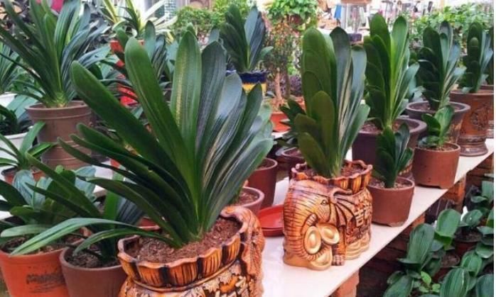 蚯蚓粪|养君子兰,用上这“2种肥”,比什么淘米水、黄豆水强“100倍”